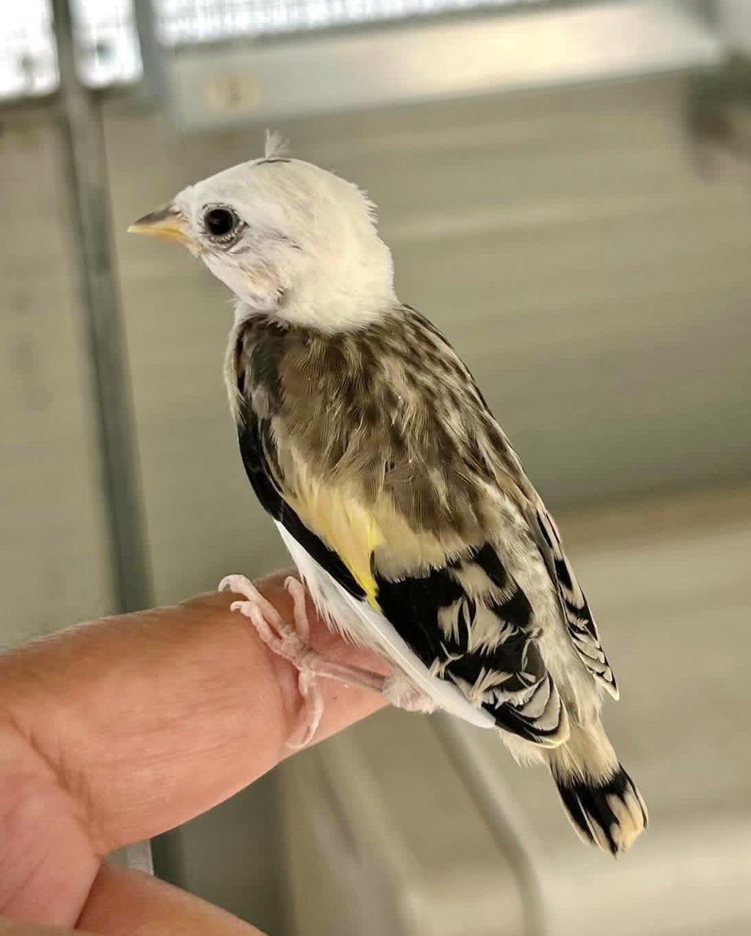 Uccello allevato dall'Associazione Ornitologica Sarda